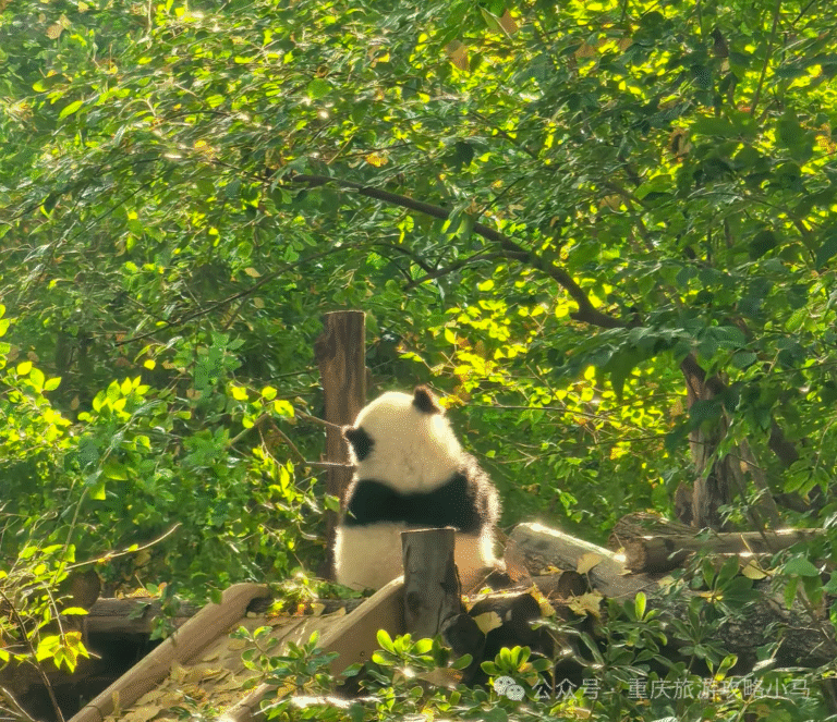 A panda in Chengdu