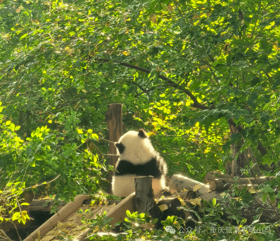 A panda in Chengdu