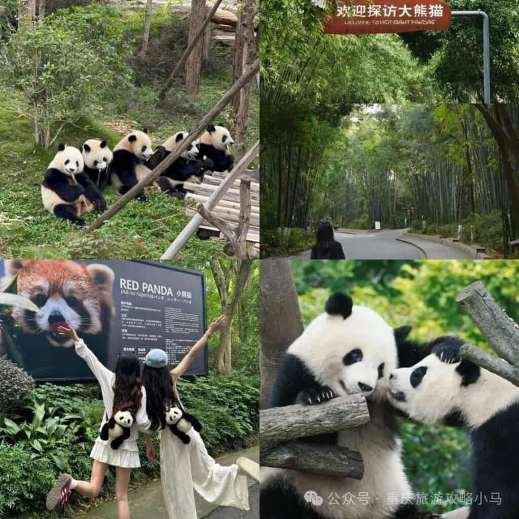 Photos of the Chengdu Research Base of Giant Panda Breeding Photos of the Chengdu Research Base of Giant Panda Breeding