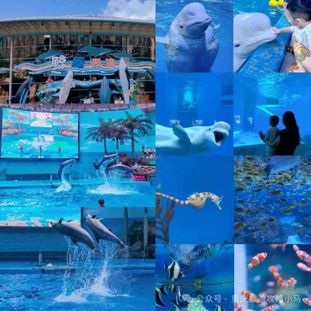 Chengdu Haichang Polar Ocean Park Pictures Chengdu Haichang Polar Ocean Park Pictures