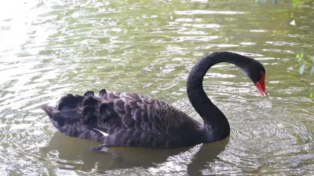 A black swan in Swan Lake