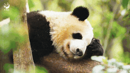 A lazy adult giant panda