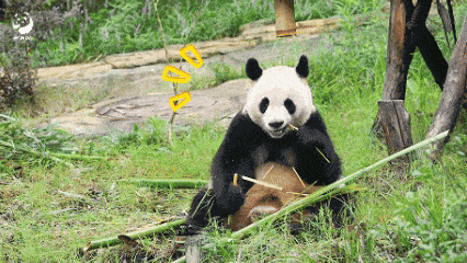A panda chewing bamboo