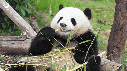 A panda chews bamboo seriously