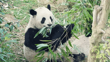 A panda eating bamboo leaves