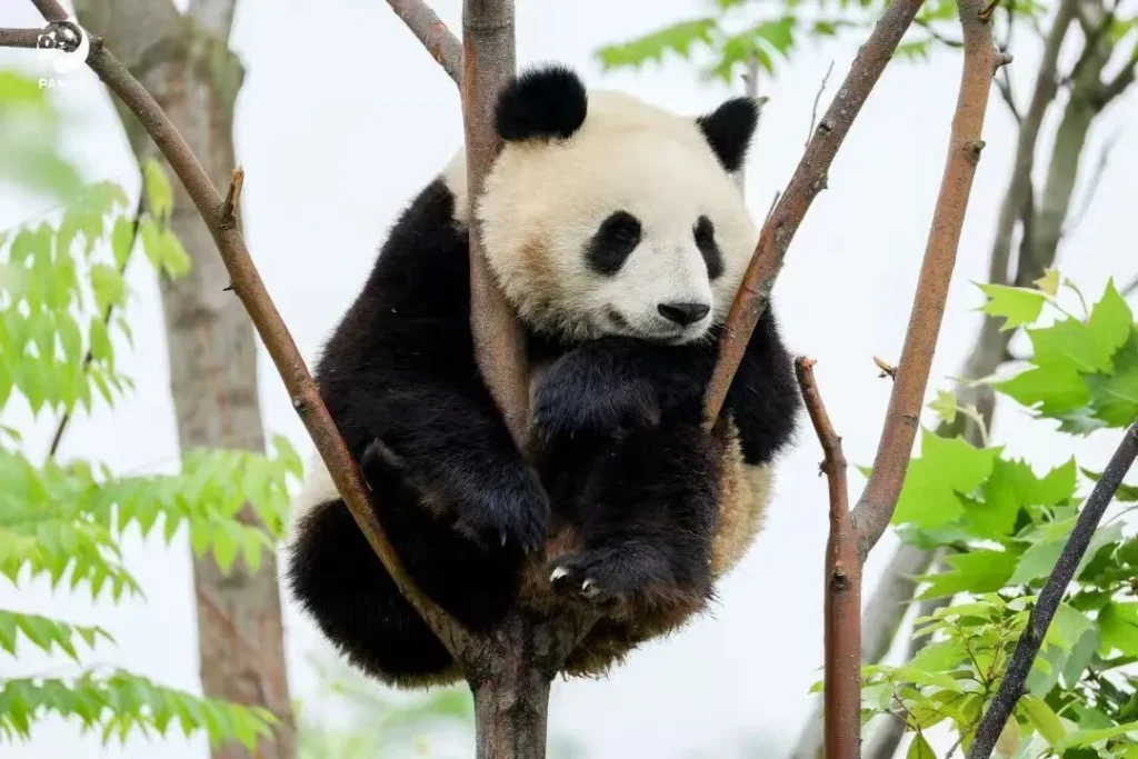 A panda in a tree