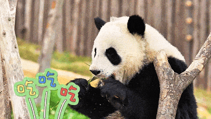A panda is eating bamboo seriously