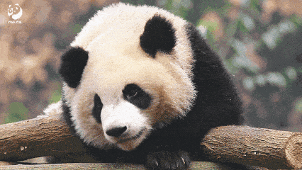 A panda lazily lying on a tree trunk
