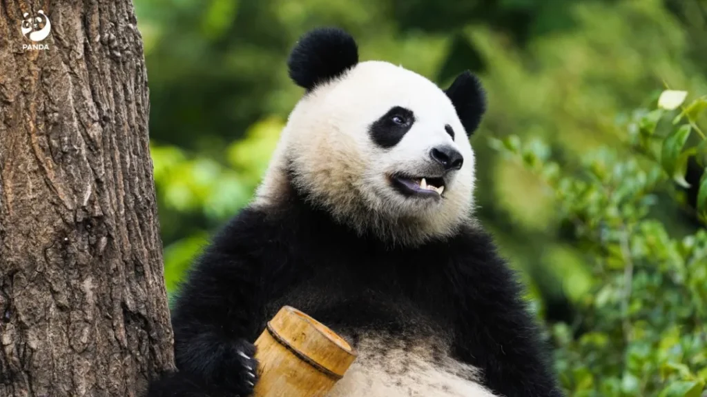 A panda looking into the distance