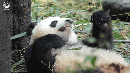 A panda lying down and eating bamboo