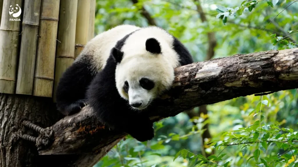 A panda lying on a tree