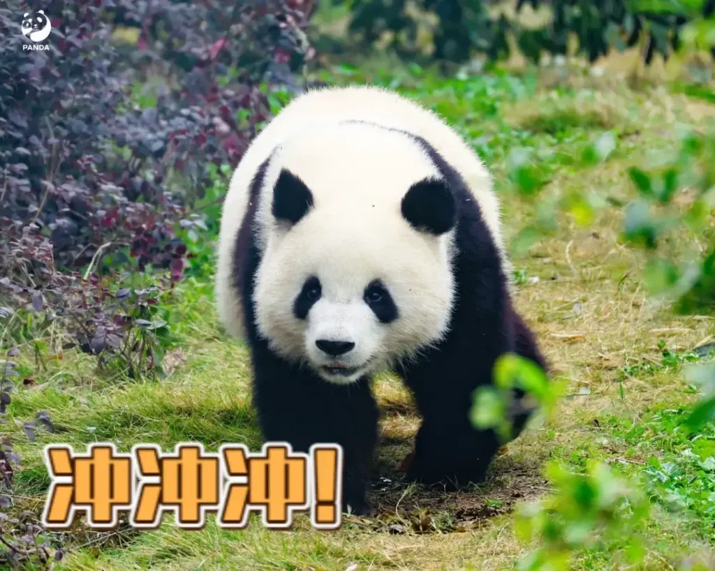 A panda running