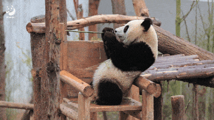 A panda standing and eating bamboo