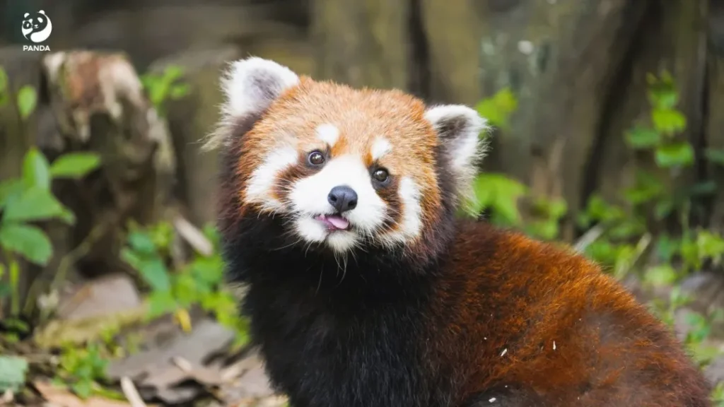 A red panda is waiting for me to see