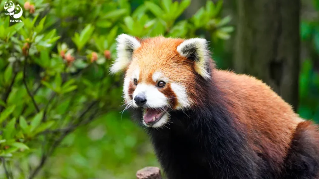 A red panda with its mouth open