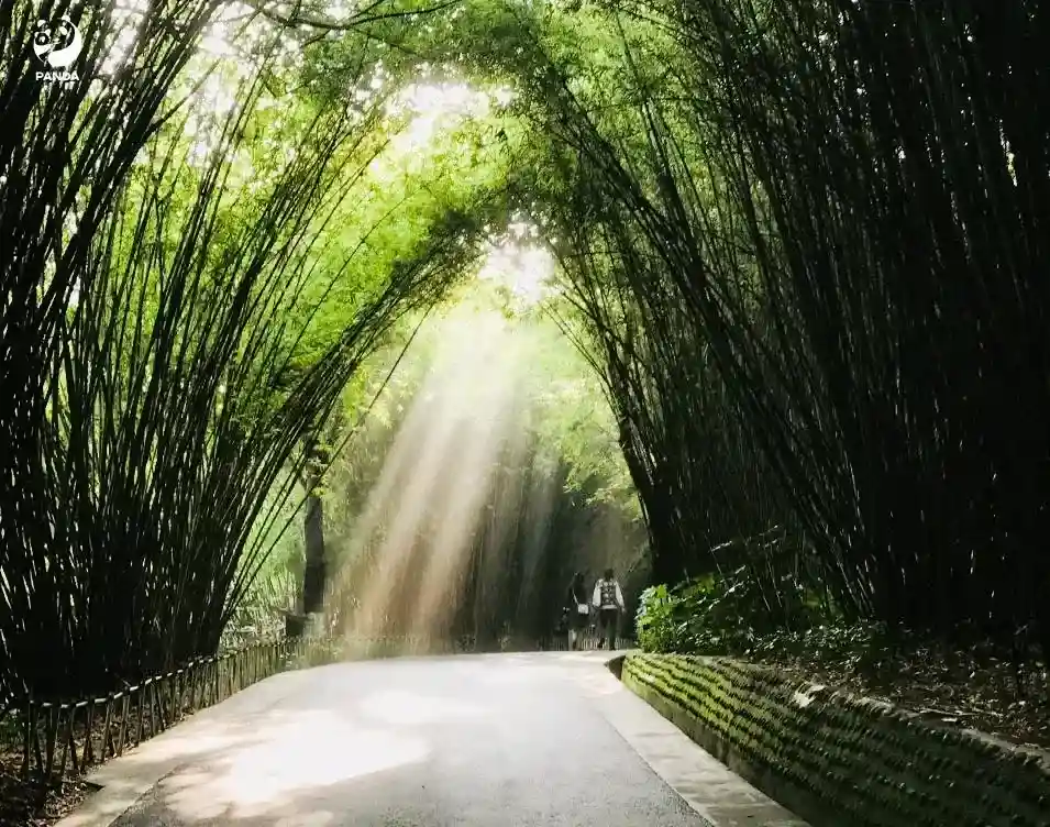 Bamboo Forest Corridor
