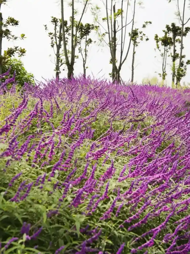 Flowers along the park trail