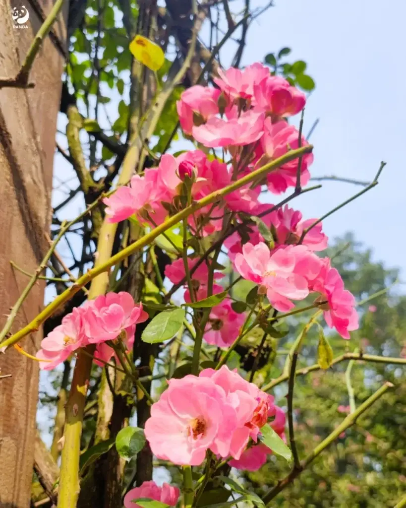 Flowers in the Rose Garden