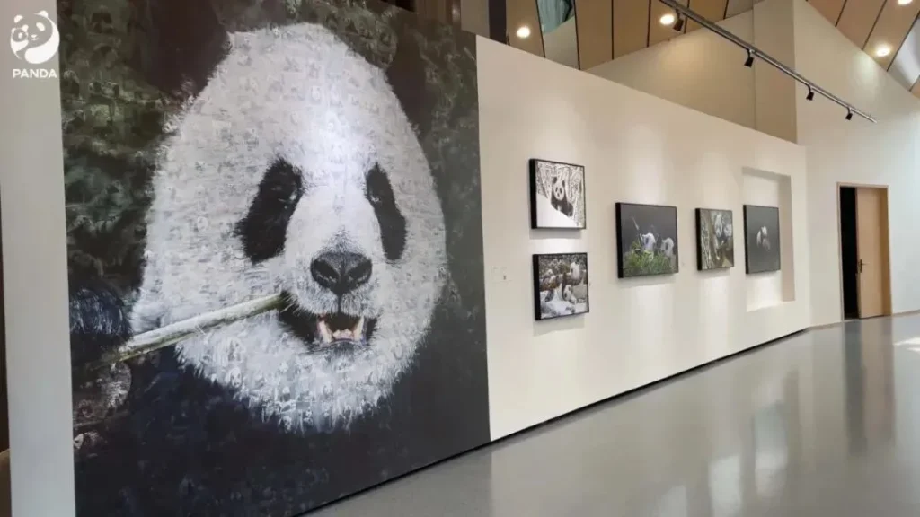 Photos of pandas at the Panda Museum