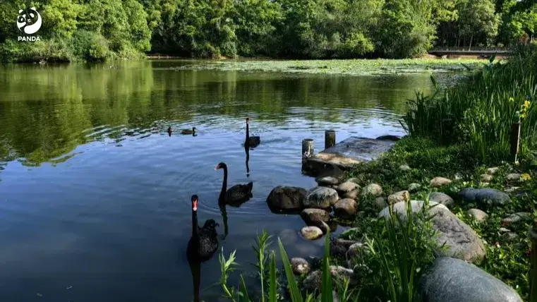 Three black swans by Swan Lake