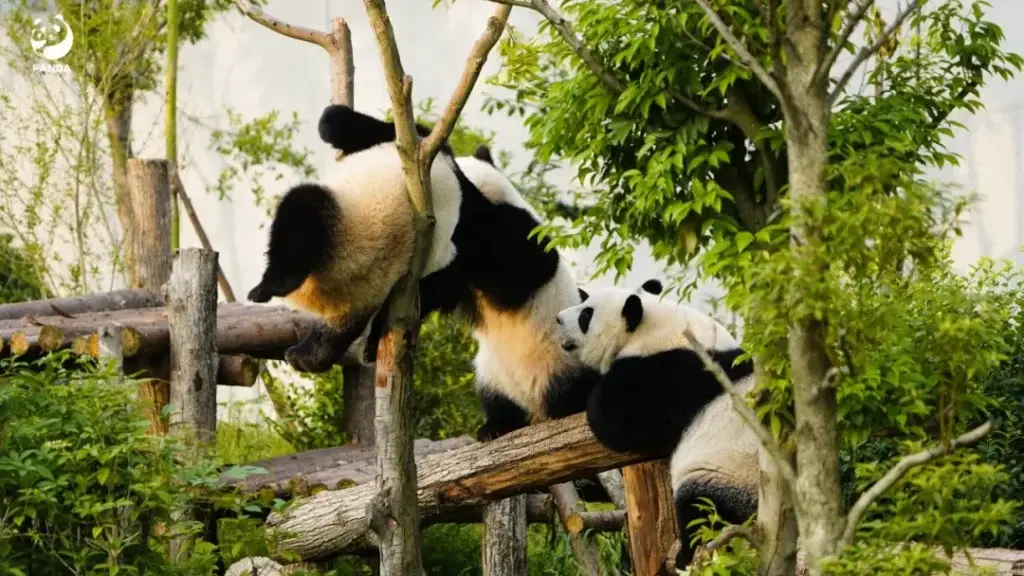 Three pandas playing
