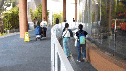 Tourists watch pandas on the circular trail