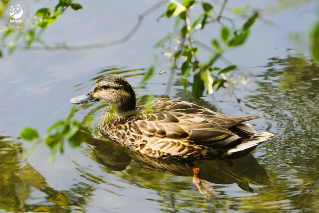 Wild ducks in Swan Lake