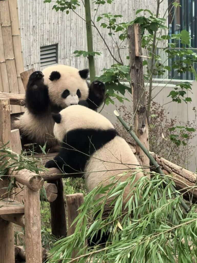 Chengdu Giant Panda Base Chengdu Giant Panda Base