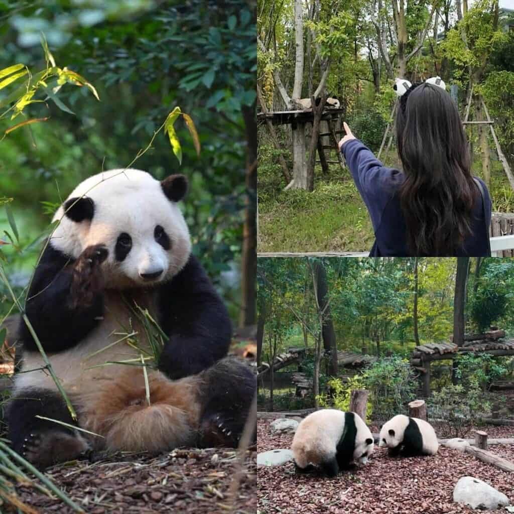 Chengdu Research Base of Giant Panda Breeding