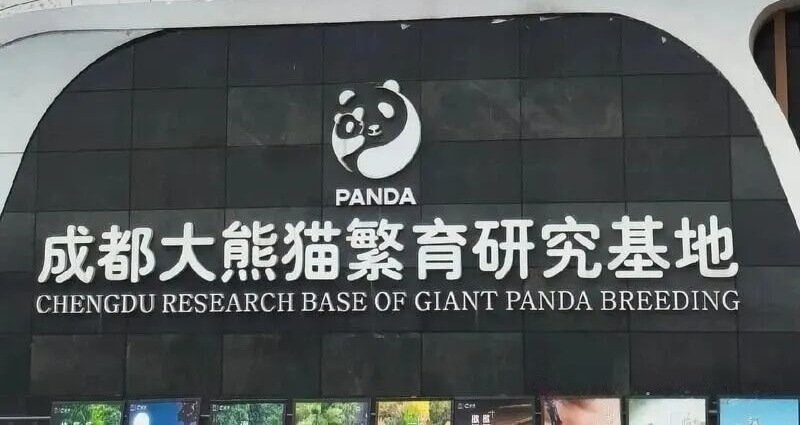 chengdu research base of giant panda breeding in china