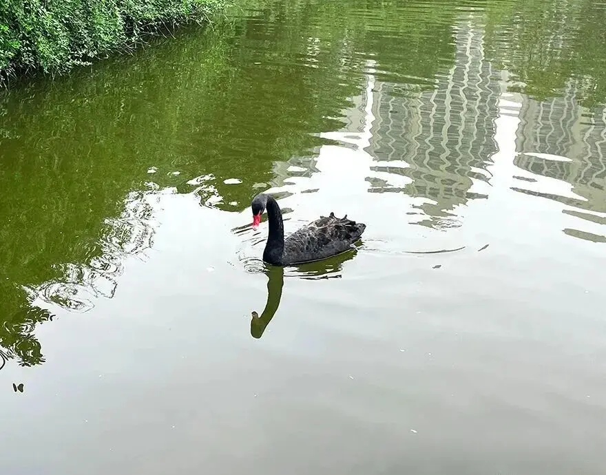 Black swans at Chengdu Nanhu Wetland Park