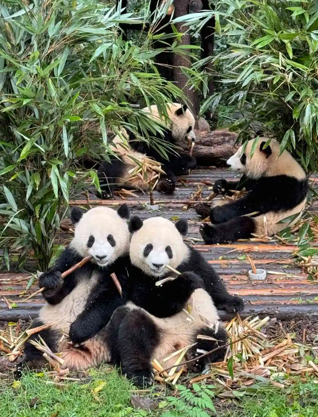 Four giant pandas at the Chengdu Research Base of Giant Panda Breeding