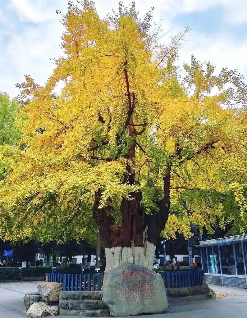 Ginkgo trees in Baihuatan Park, Chengdu