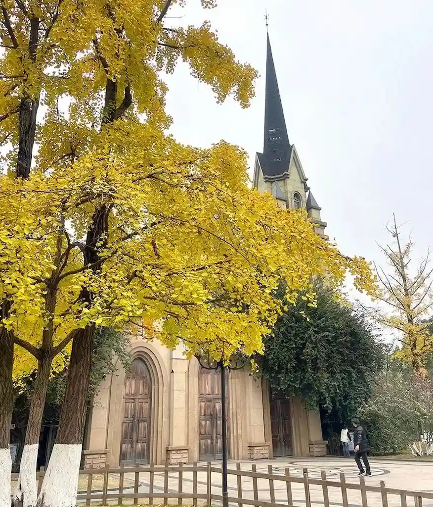Ginkgo trees in Chengdu Nanhu Wetland Park