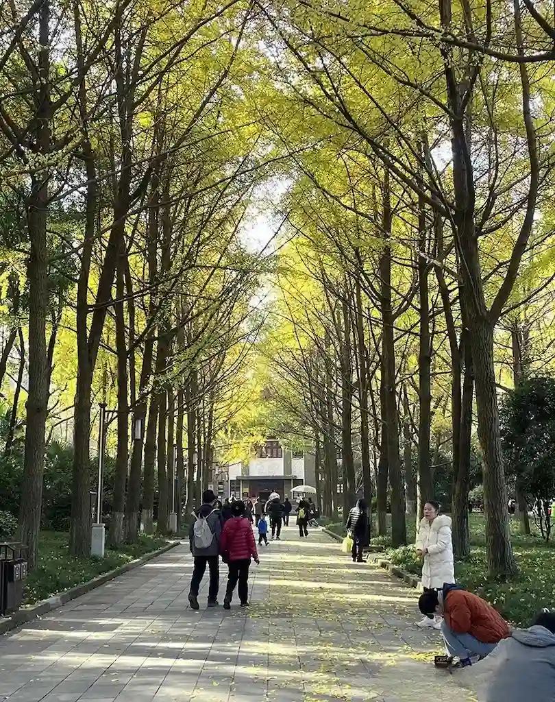 Ginkgo trees in Chengdu People‘s Park