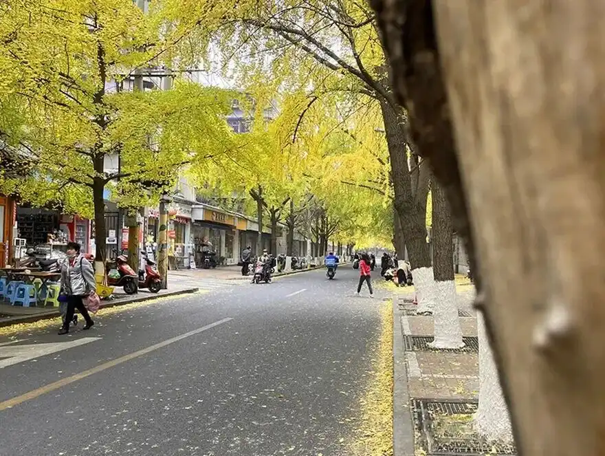 Chengdu Ginkgo Tour:Ginkgo trees on Ginkgo Road in Baiguolin, Chengdu