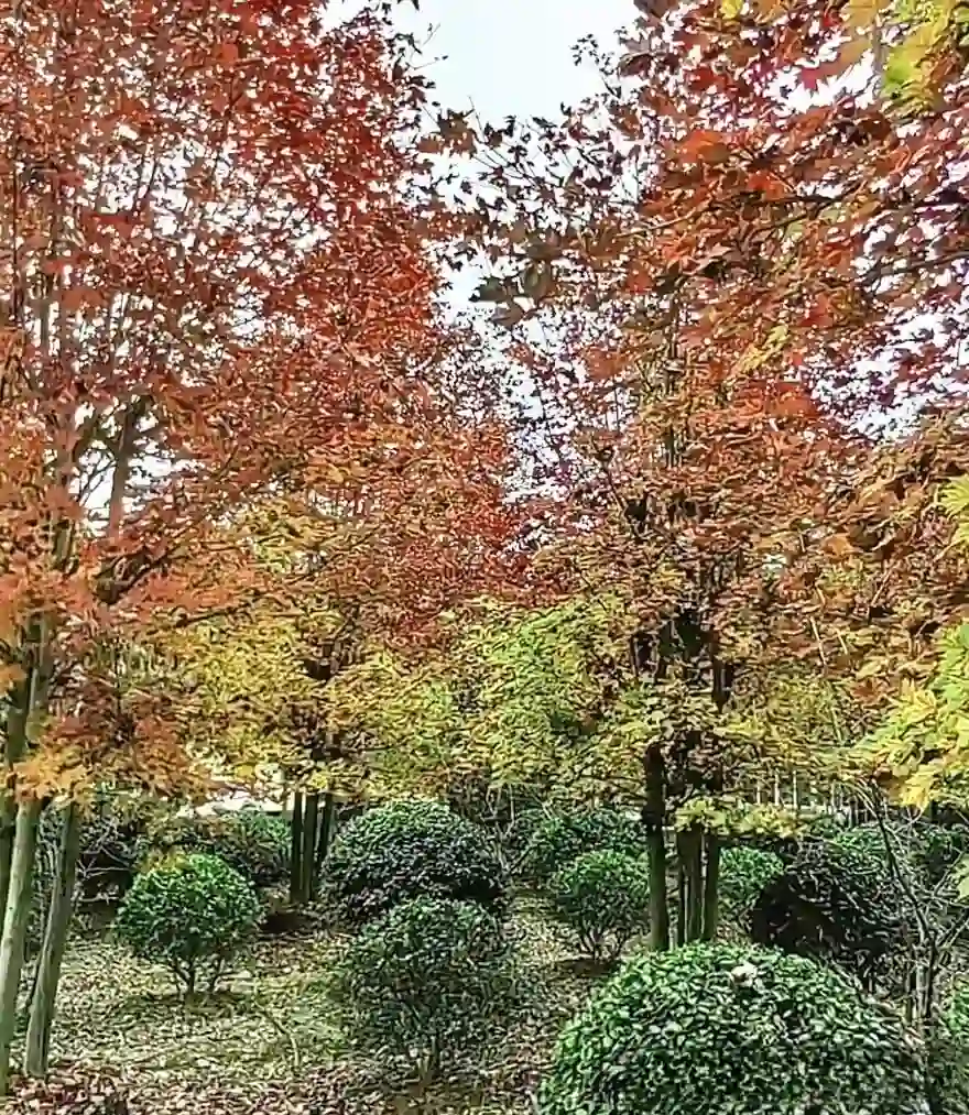 Hengshan Red Maple Ridge