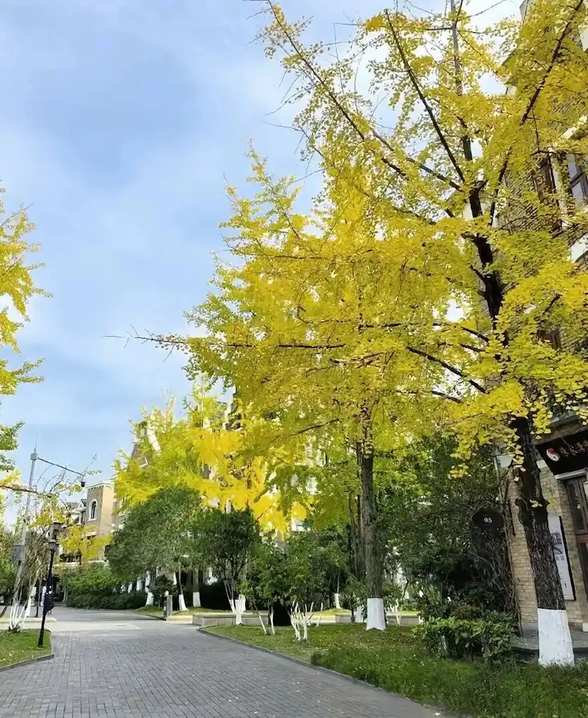 Lakeside of Chengdu Nanhu Wetland Park