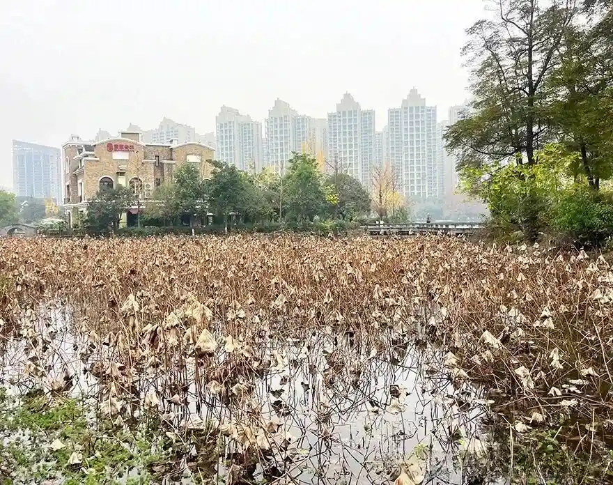 Lotus leaves at Chengdu Nanhu Wetland Park
