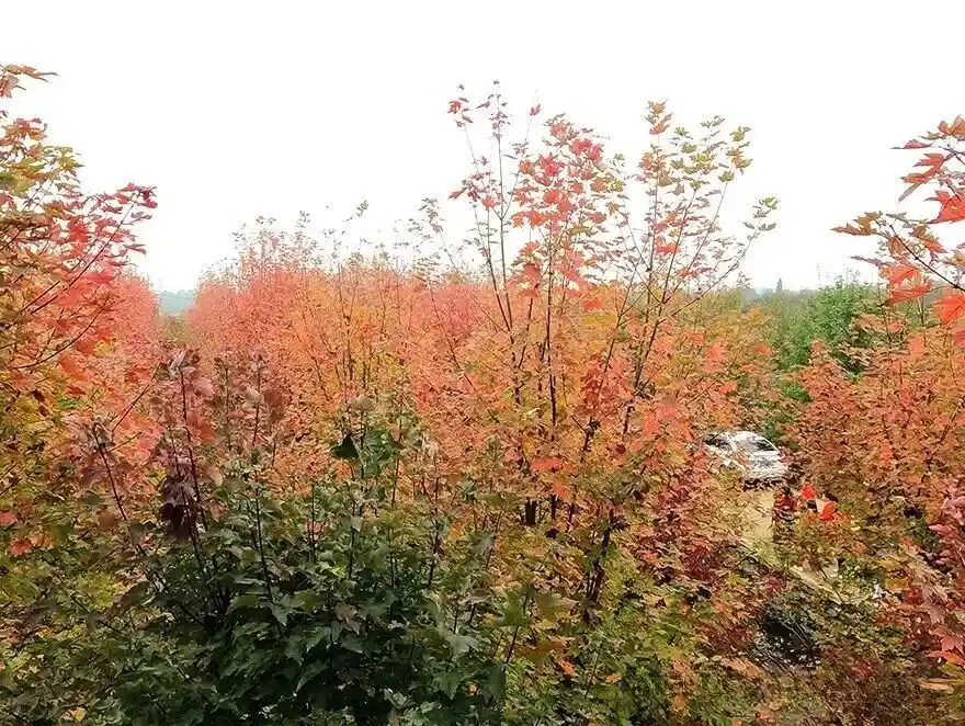Maple Forest in Hengshan Huahu Scenic Area 1