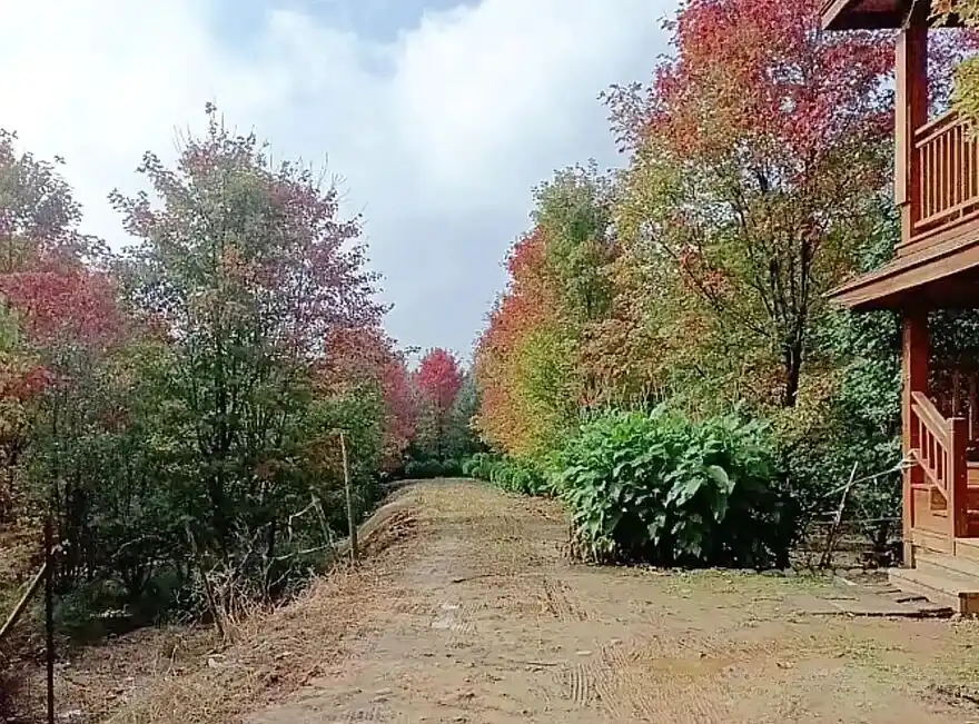 Maple forest at Hengshan Red Maple Ridge
