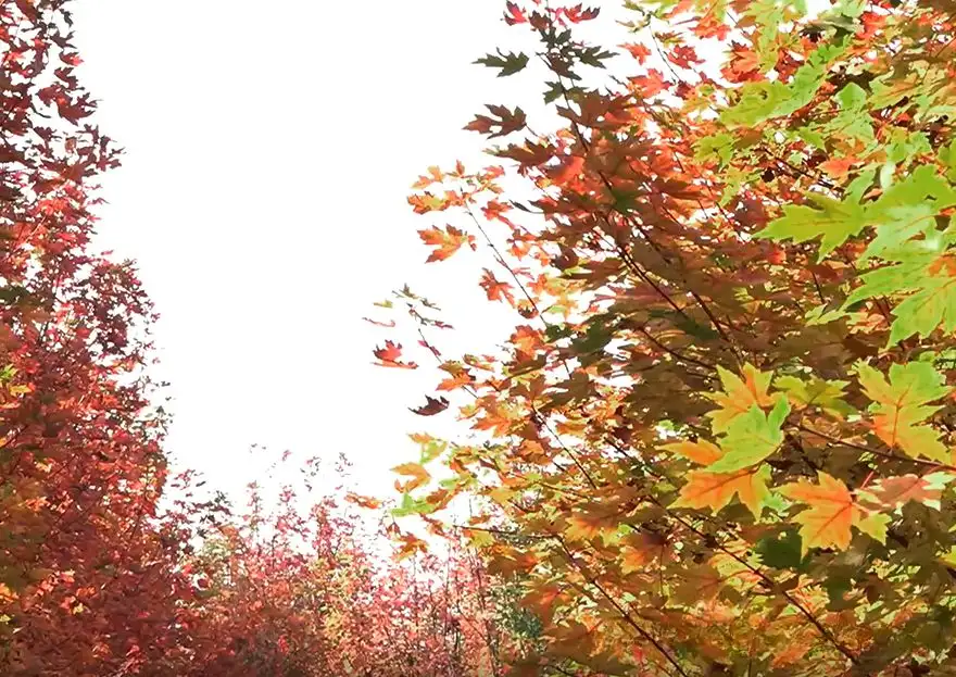 Maple forest at Hengshan Red Maple Ridge