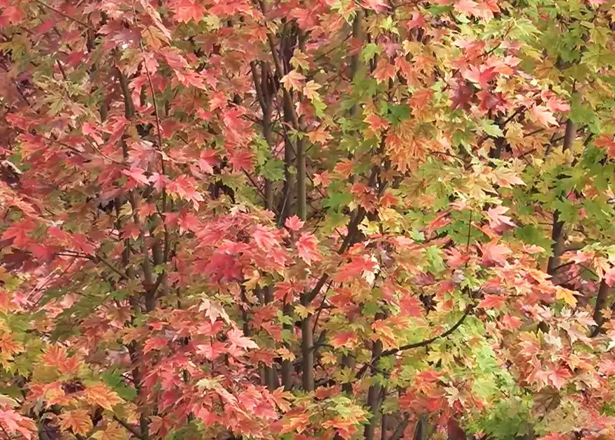 Maple forest at Hengshan Red Maple Ridge