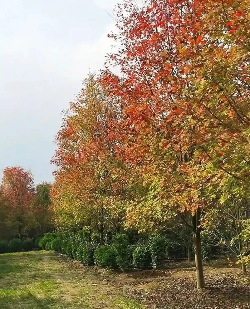 Maple forest at Hengshan Red Maple Ridge