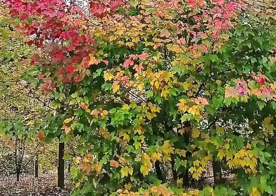 Maple leaves at Hengshan Huahu Scenic Area 1