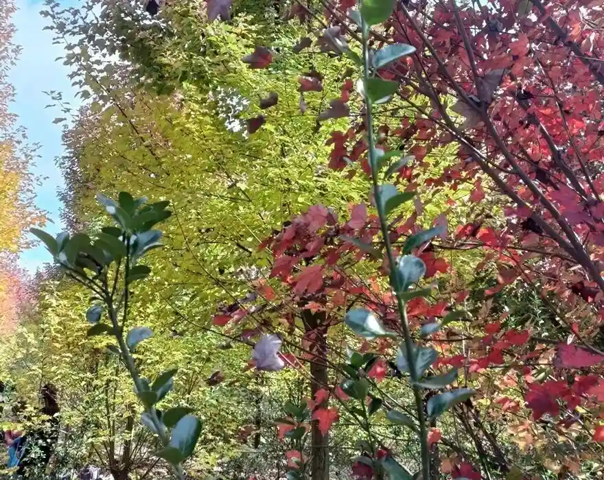 Maple leaves at Hengshan Huahu Scenic Area