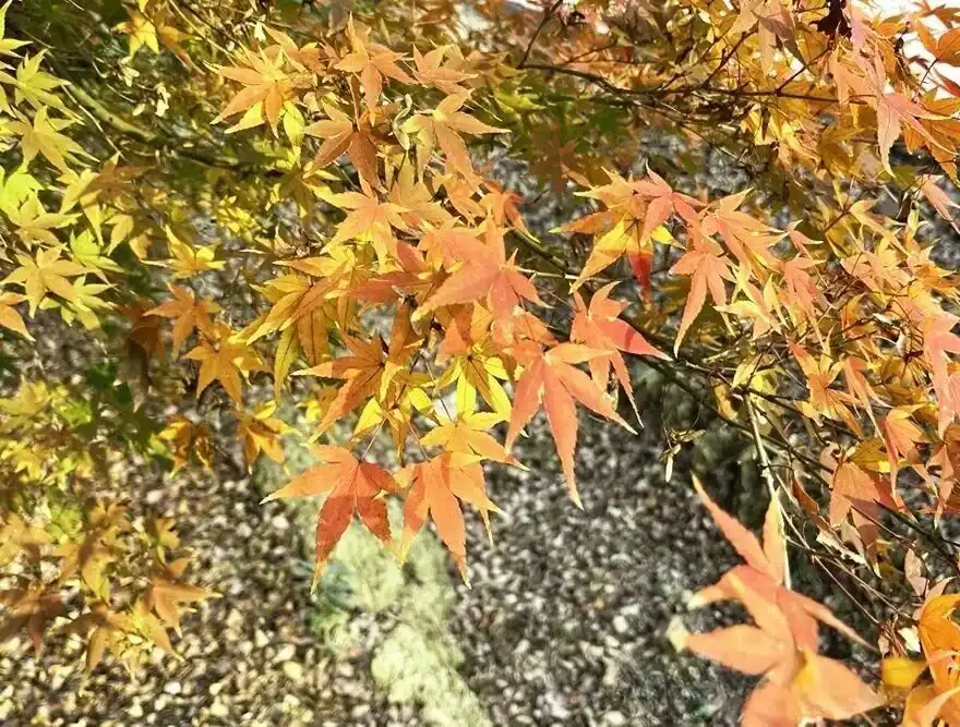 Maple leaves at Hengshan Red Maple Ridge