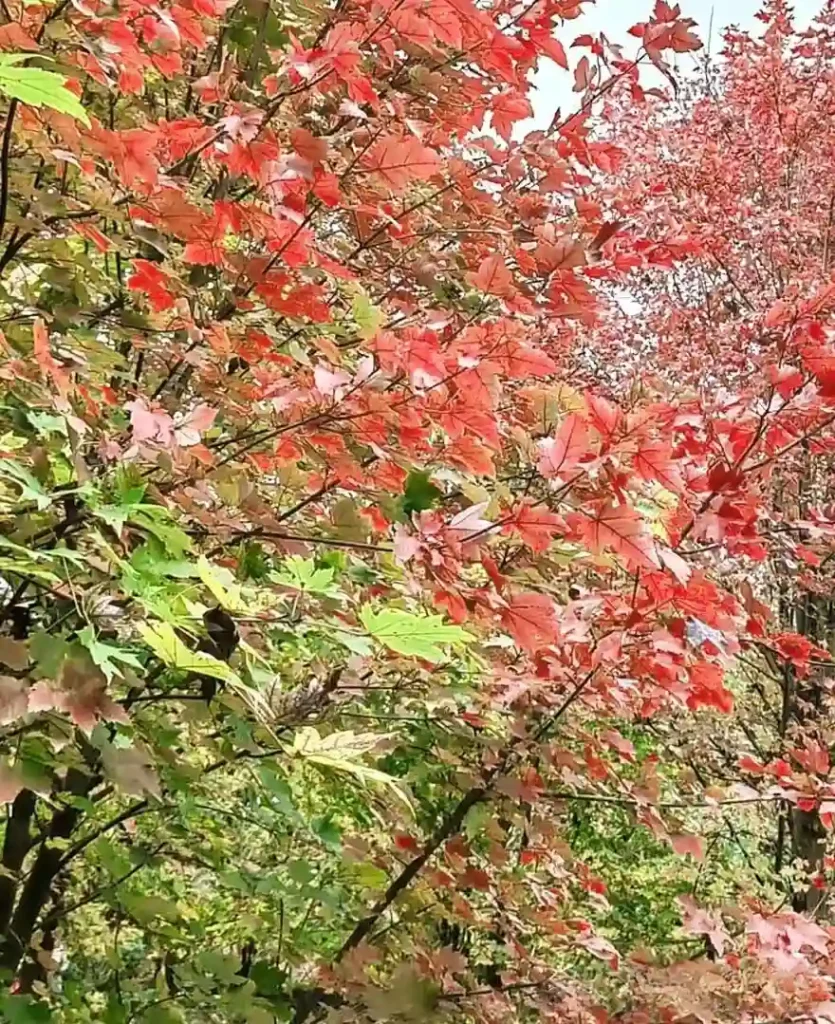 Maple trees in Hengshan Huahu Scenic Area