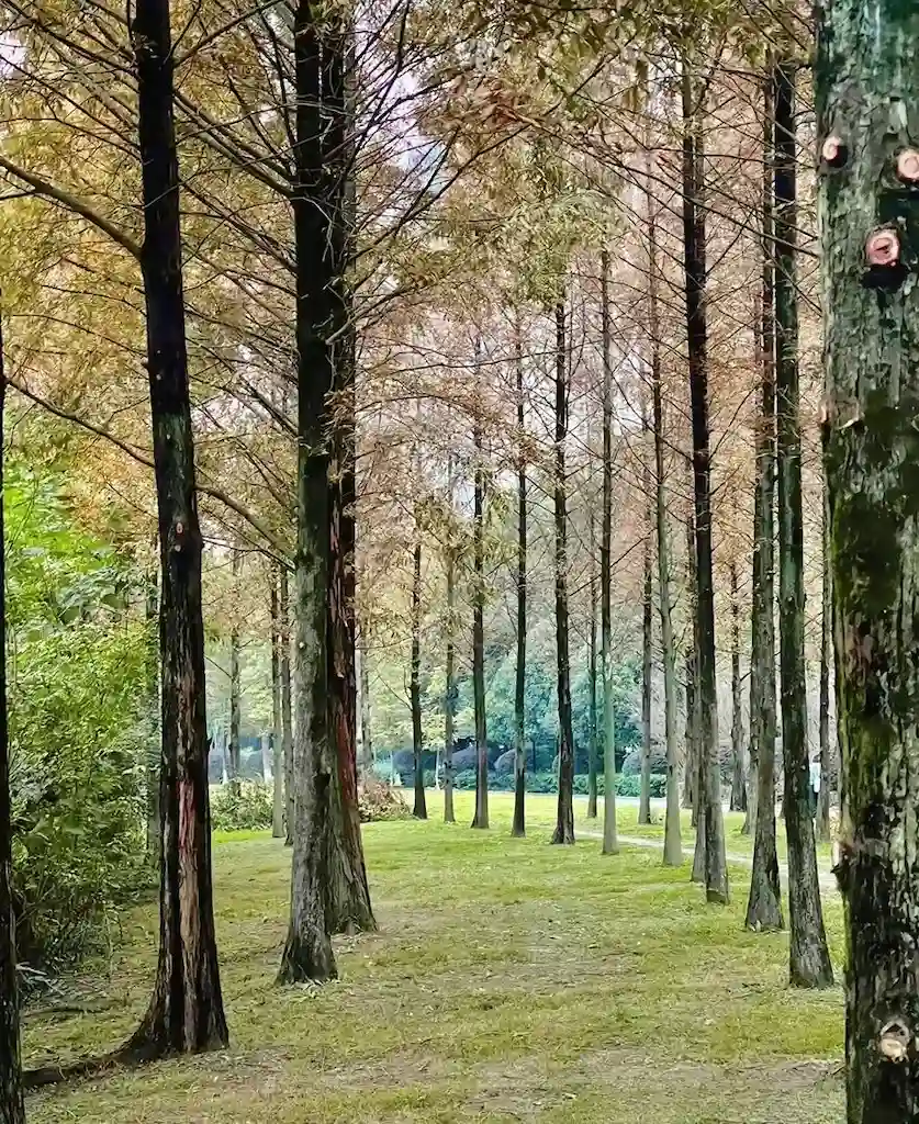 Metasequoia Forest in Chengdu Nanhu Wetland Park