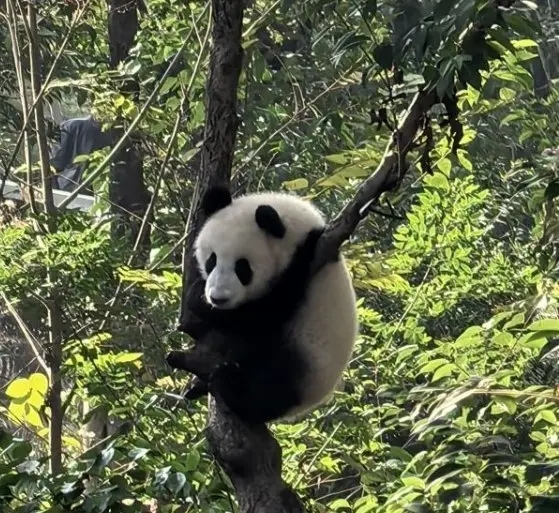 Pandas climbing trees at the Chengdu Research Base of Giant Panda Breeding